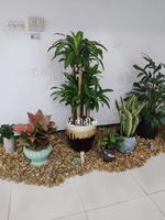 组合布景