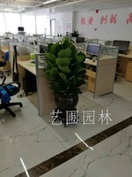 琴叶榕