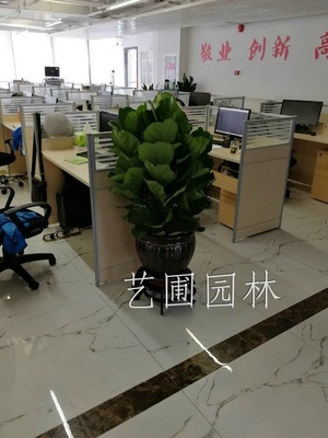 琴叶榕