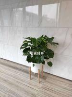 龟背竹