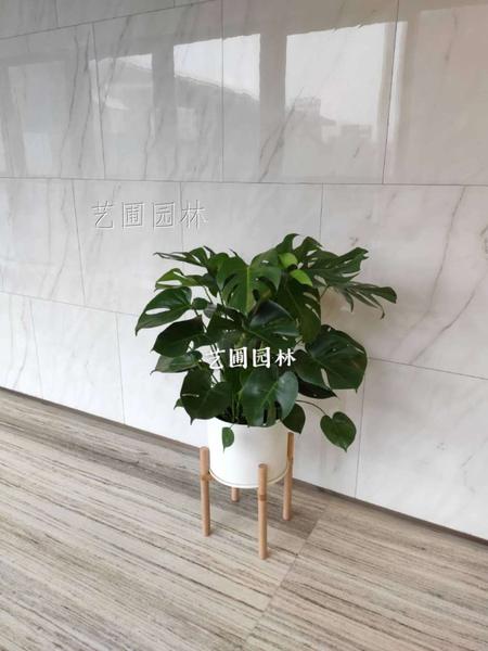 龟背竹
