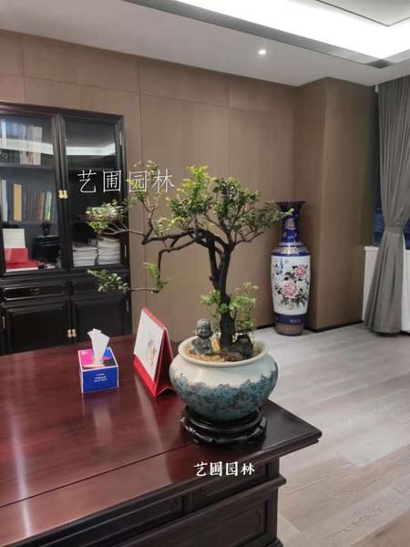 造型紫檀
