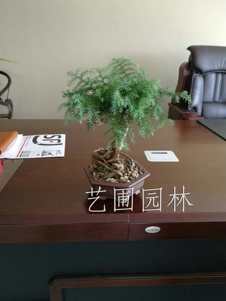 澳洲松
