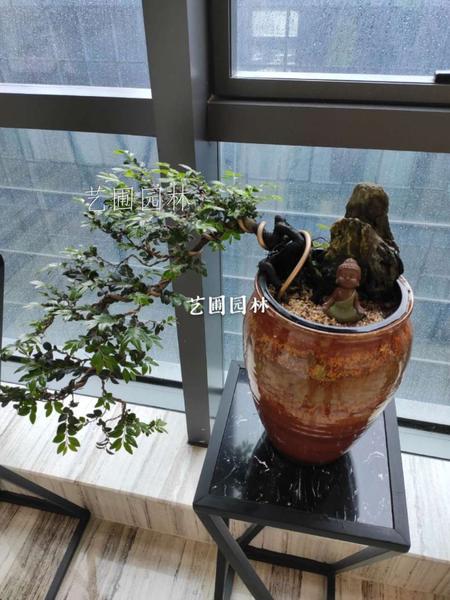 紫檀盆景
