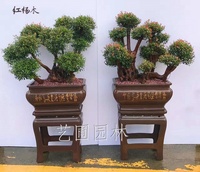 艺圃专属