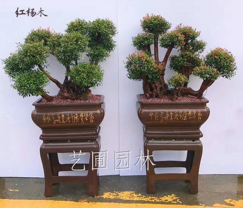艺圃专属