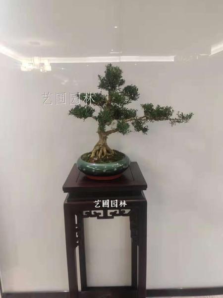 黄杨盆景