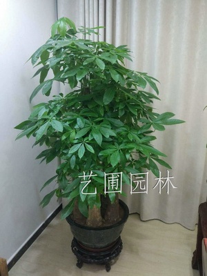 五枝发财树