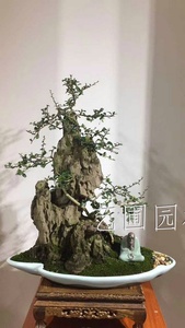 福建茶