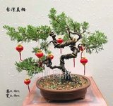 艺圃专属