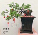 艺圃专属