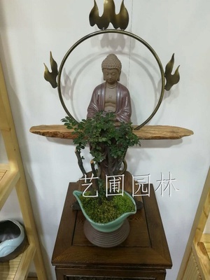 紫檀
