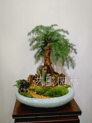 不老松