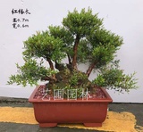 艺圃专属