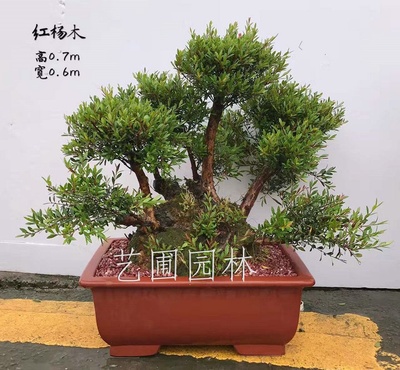 艺圃专属