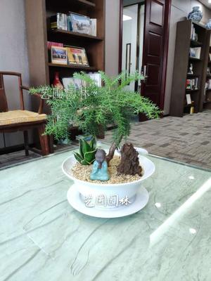 桌面盆景