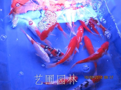 艺圃