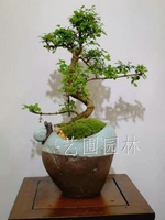 艺圃专属