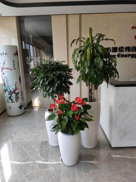巴西铁组合