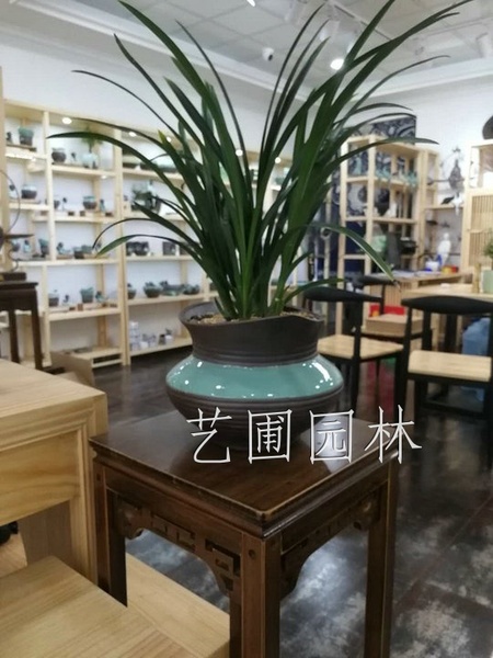 墨兰