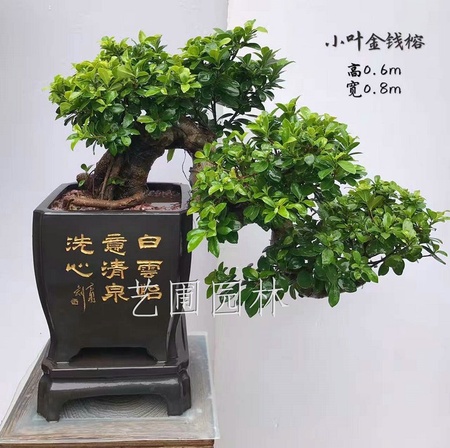 艺圃专属