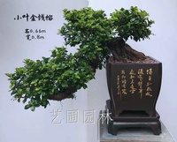 艺圃专属