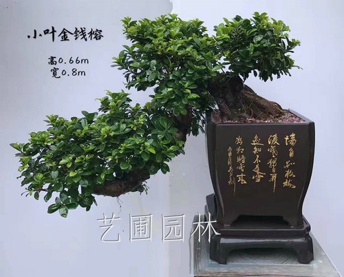 艺圃专属