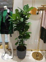 琴叶榕