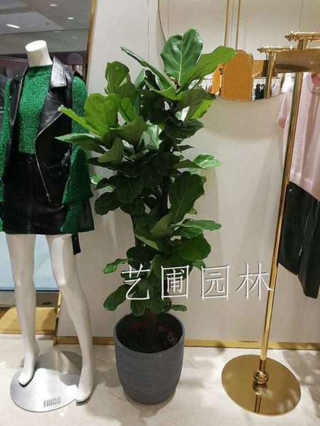 琴叶榕