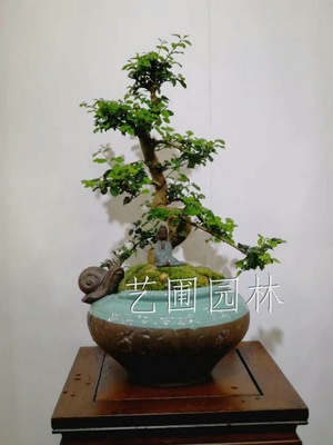 福建茶