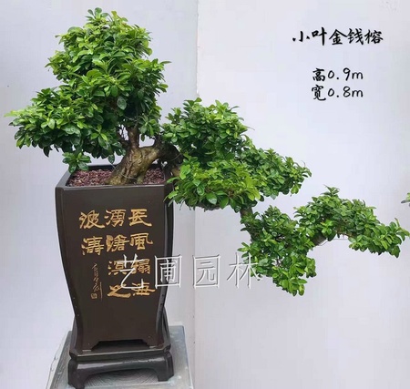 艺圃专属