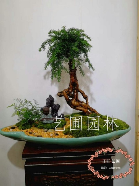 澳洲松
