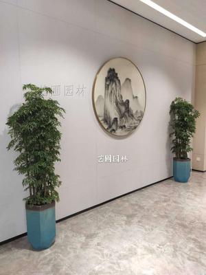 福禄桐