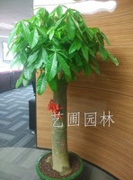 大单支发财树