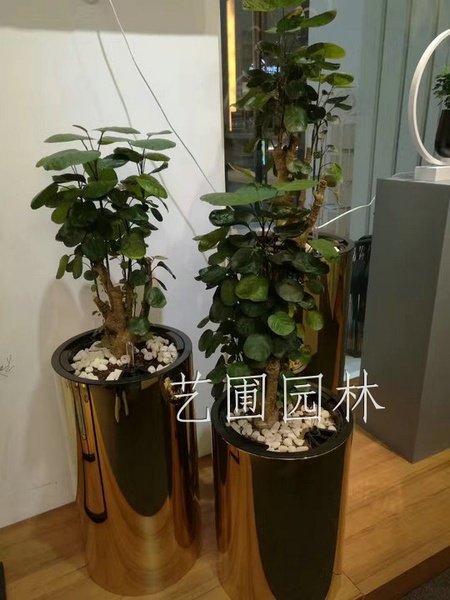 艺圃专属