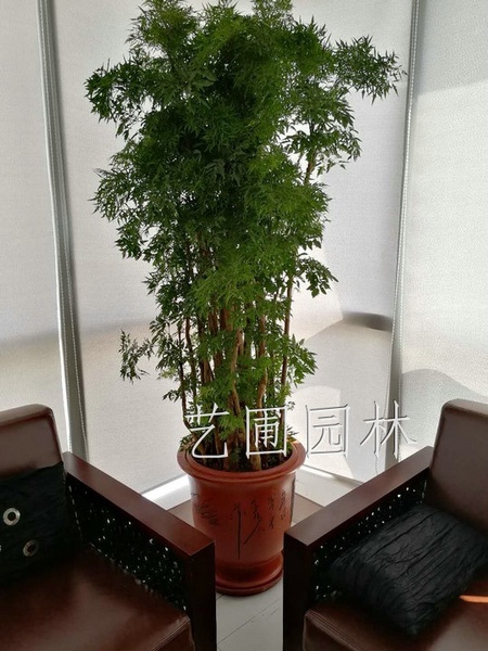 紫砂福禄桐