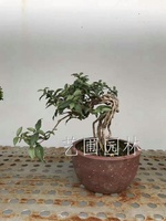 艺圃专属