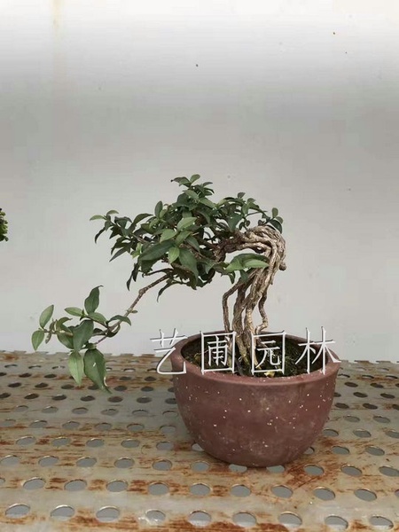 艺圃专属